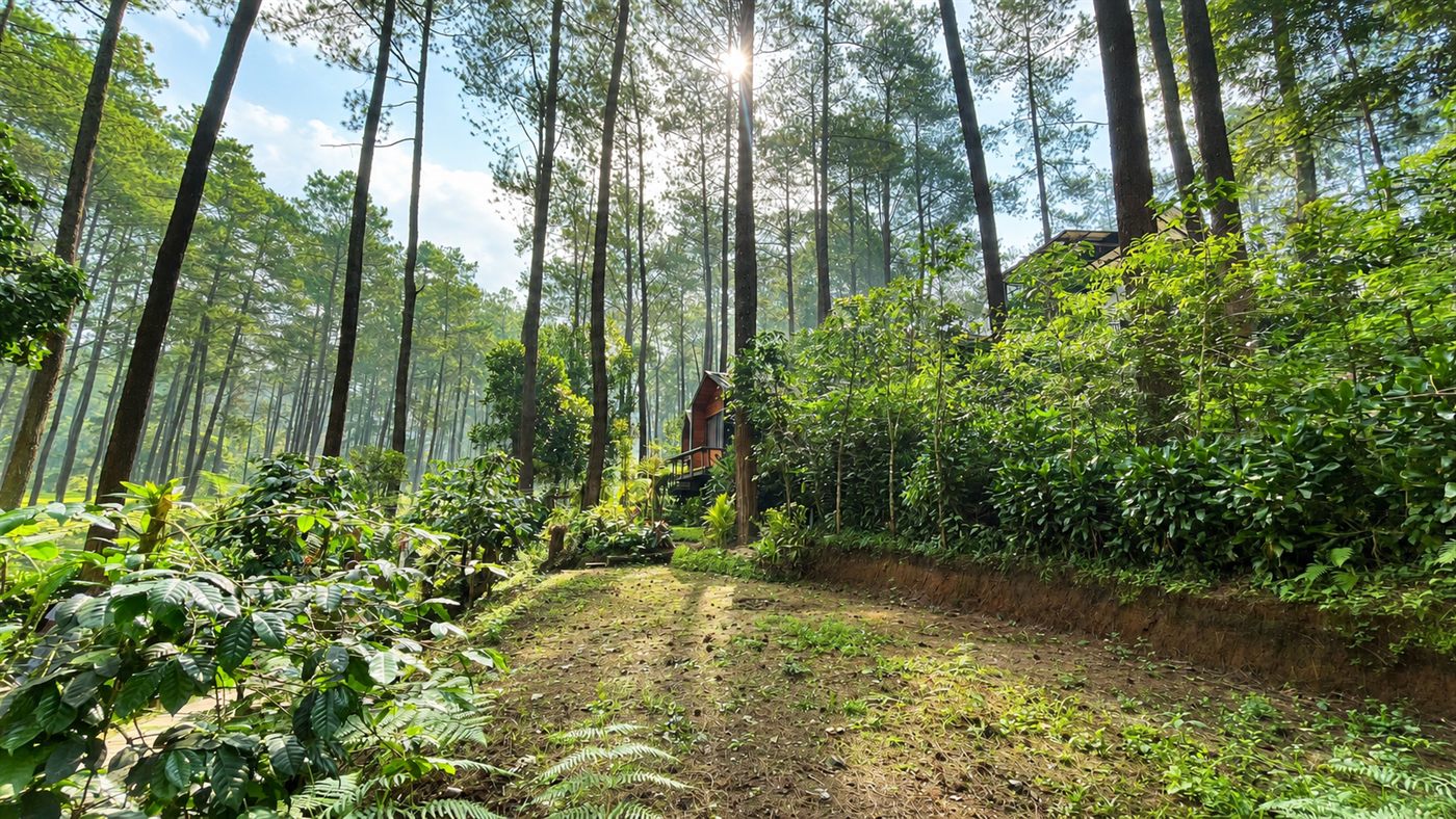Panorama Hutan Pinus Bruriram